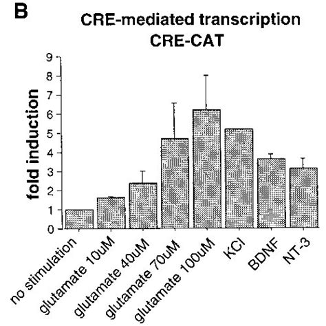 Glutamate Induction Of Cre And Creb Mediated Transcription Requires