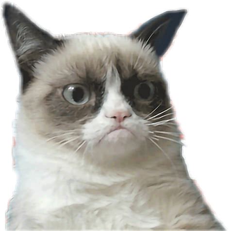 Free Cat Meme PNG Images with Transparent Backgrounds - FastPNG.com