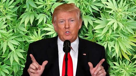 Trump Administration May Crack Down On Recreational Pot Use