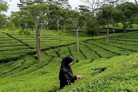 Destinasi Kebun Teh Sukawana Yang Menarik Cocok Jadi Wisata Berlibur