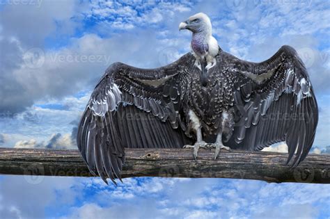 Isolated vulture, buzzard looking at you 17365829 Stock Photo at Vecteezy