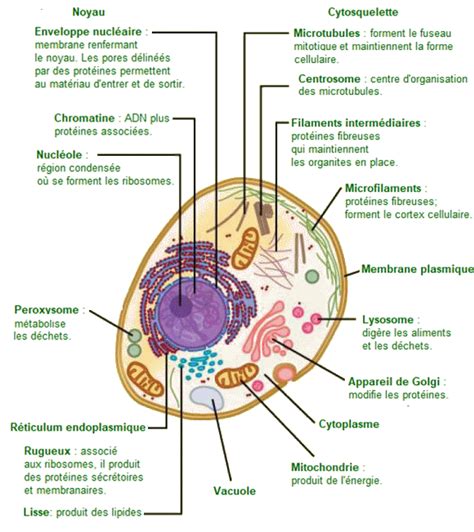 La cellule vivante.