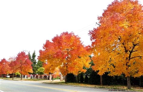 Ash Tree Leaves Fall