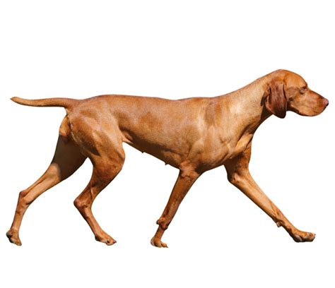 Vizsla Dog Breed Health History Appearance Temperament And