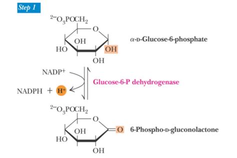 Pentose Phosphate Pathway Lecture 30 Flashcards Quizlet