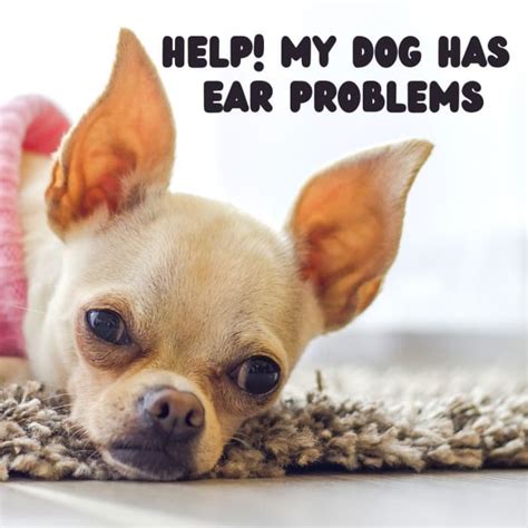 My Dog Has Scabs on the Ear so What Can I Do at Home? - PetHelpful