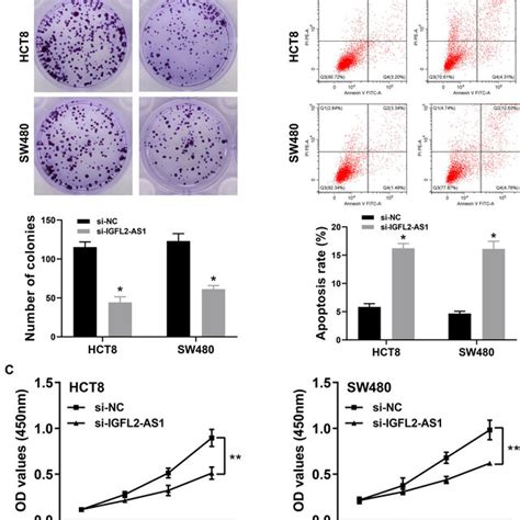 Igfl2 As1 Promotes Proliferation Of Coad Cells Notes A