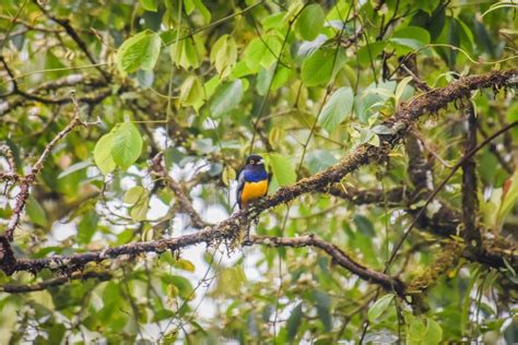 Alajuela 4 Hour Arenal Rainforest Trek GetYourGuide