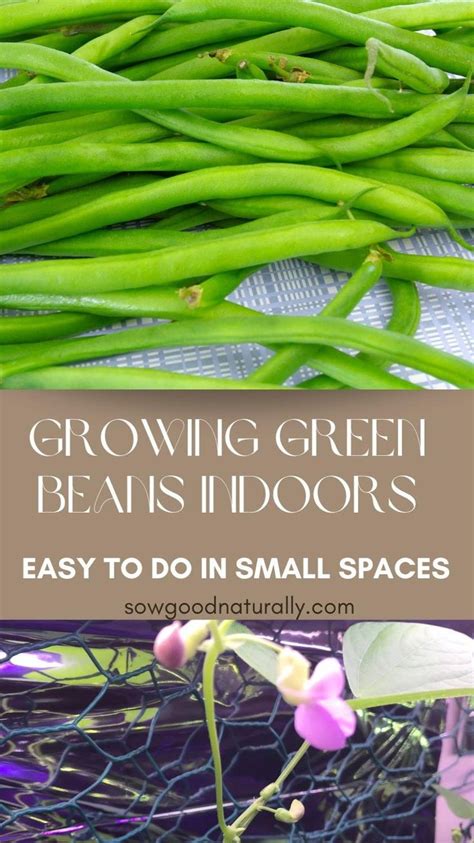 Grow Green Beans Indoors | Growing green beans, Vegetable garden ...