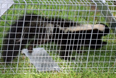 Skunk Removal – Wildlife X Team East Texas