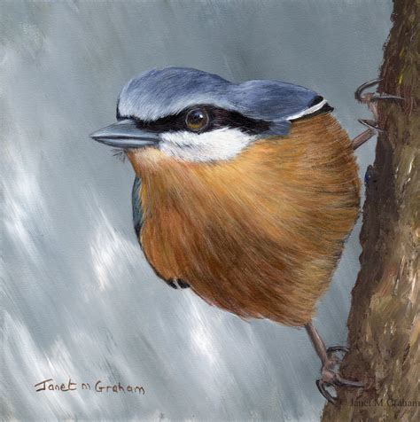 Bird Painting Art Nuthatch Sfa Wildlife Painting Etsy Australia