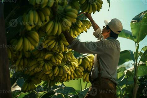 Farmer working in a banana plantation, Harvesting of ripe bananas. ai generated pro photo ...