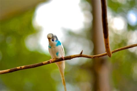 Kostenlose foto Natur Ast Vogel Tierwelt Zoo Grün Schnabel