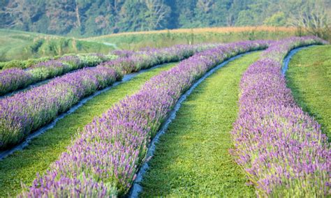 4 Stunning Lavender Farms In Maryland