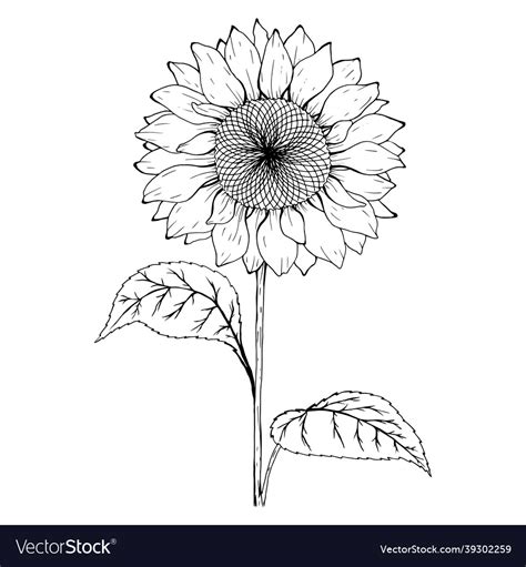 Sketch of sunflower black and white Royalty Free Vector