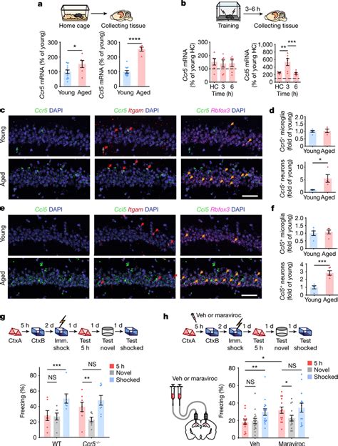 Enhanced Ccl Ccr Signalling Contributes To Age Related Memory Linking