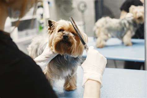 how to groom a yorkshire terrier at home