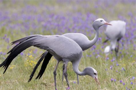 Blue Crane Facts, Habitat, Diet, Lifespan, Predators, Pictures