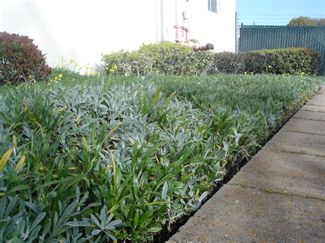 Drought Tolerant Ground Cover Plants - Landscaping Bay Area