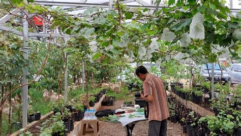 Kementan Dukung Pengembangan Anggur Nasional Tempo Co