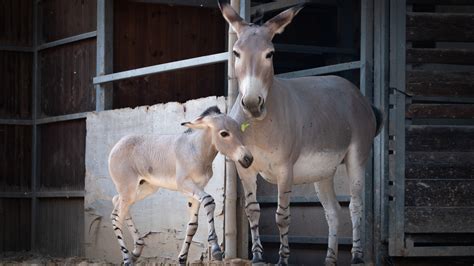 Endangered African Wild Donkeys