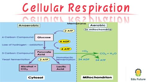 Life Processes Cellular Respiration Class 10 Glycolysis Aerobic And Anaerobic