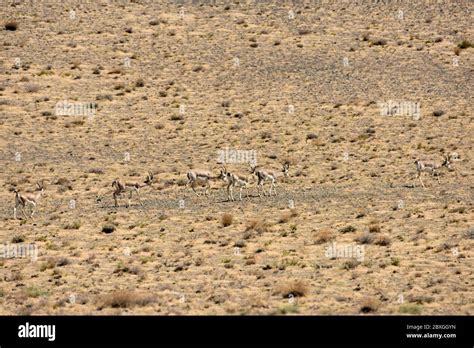 Altay China S Xinjiang Uygur Autonomous Region Rd June