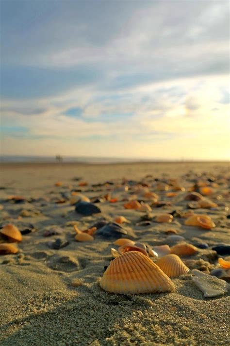 Shelling At Sunset In Myrtle Beach South Carolina Photograph By Tesa