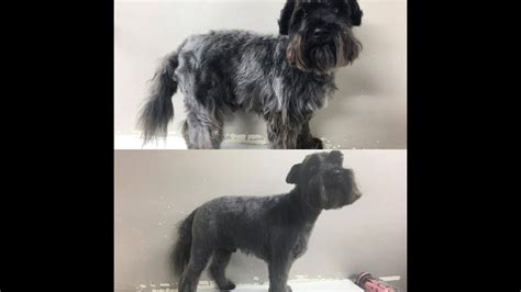 Miniature Schnauzer Haircut Styles - Best Haircut 2020