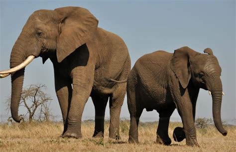 Understanding And Protecting The Big Five In South Africa Goeco