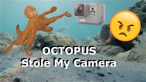 Octopus Stole My Gopro Youtube