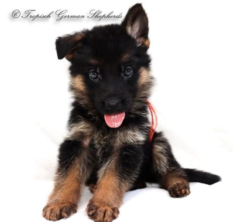 German Shepherd Dog Puppy Dog For Sale In Haile Louisiana