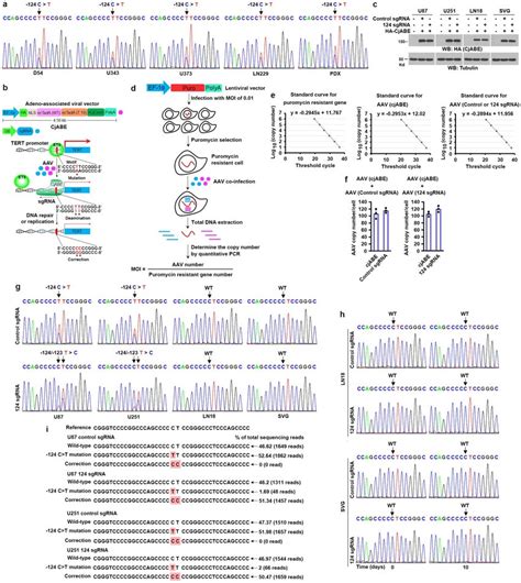 Pbe Corrects The 124 Ct Mutation In Tert Promoter A The Dna Region