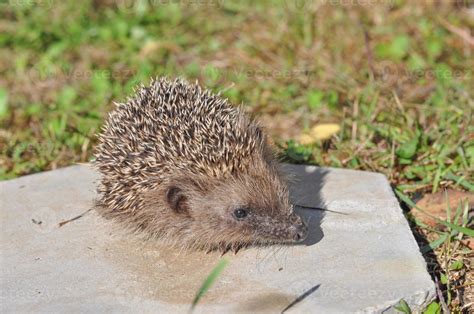 Hedgehog Erinaceomorpha Erinaceinae Erinaceidae spiny mammal ani ...