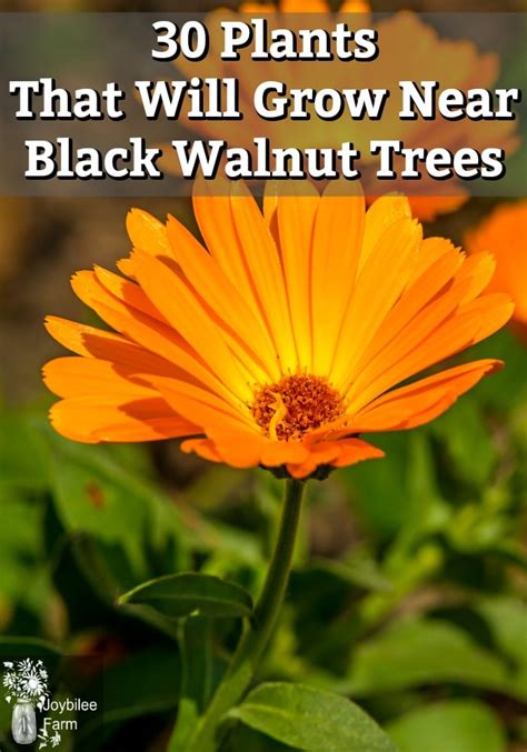 Plants That Will Grow Near Black Walnut Trees In Zone Joybilee