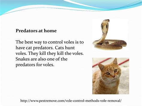 PPT - VOLE CONTROL METHODS FOR VOLE REMOVAL PowerPoint Presentation, free download - ID:7894527