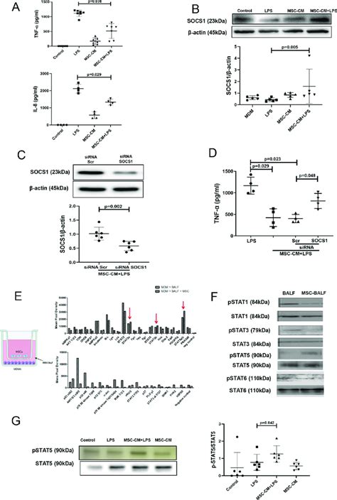 Upregulation Of Socs1 Protein Expression In Human Macrophages Is