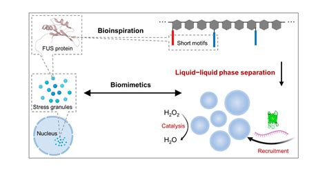 Minimalist Design Of An Intrinsically Disordered Protein Mimicking