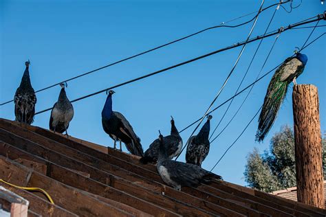 California Has A Peacock Problem Audubon