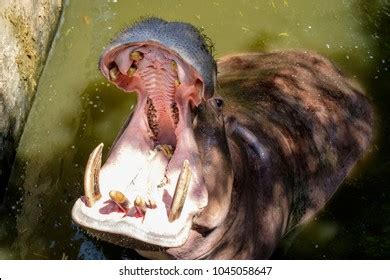 Hippo Teeth Images, Stock Photos & Vectors | Shutterstock