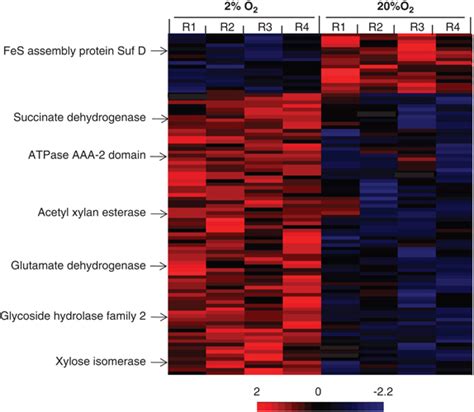 Heat Map Comparisons Of Calculated Z Scores For Proteins Differentially Download Scientific