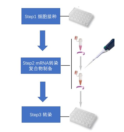 Mrna转染好帮手—助您跨过这道“坎” 爱必信absin官网