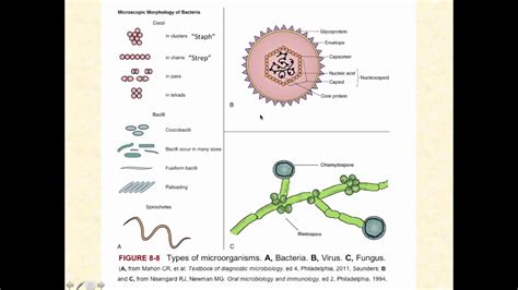 Basic Clinical Microbiology Part 1 Youtube