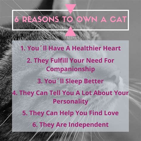 6 Reasons To Own A Cat Owning A Cat Companionship Cats