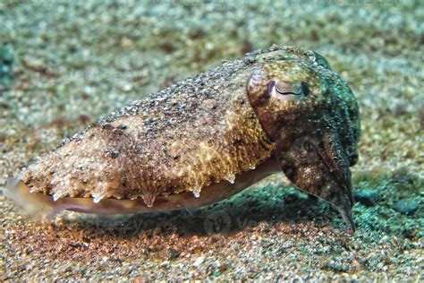 Squid cuttlefish underwater 12221957 Stock Photo at Vecteezy