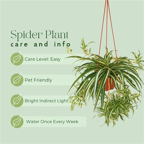 Easy Houseplant Care Guide In 2024 Spider Plants House Plant Care