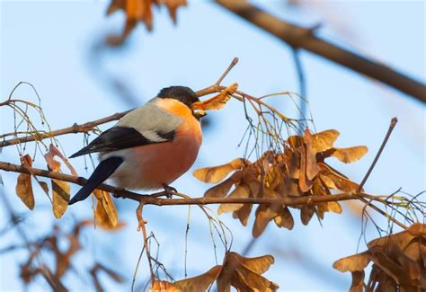 Premium Photo Eurasian Bullfinch Pyrrhula Pyrrhula The Male Sits On A