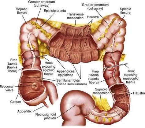 Epiploic Appendages Gross Anatomy