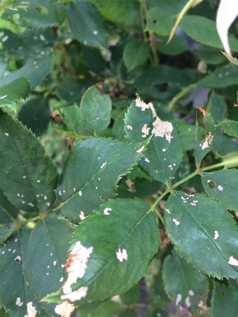 diagnosis - What is wrong with my rose bushes? - Gardening