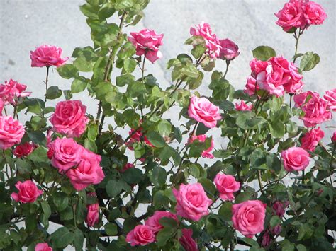 Rose Garden Wallpapers - Wallpaper Cave